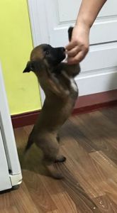 Чарівні, грайливі, здорові цуценята