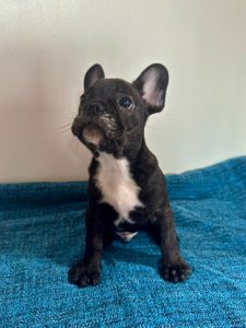 цуценята французького бульдога