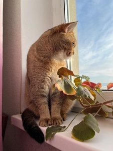 Вʼязка котів. Шотландський прямовухий кіт. Золота шиншила