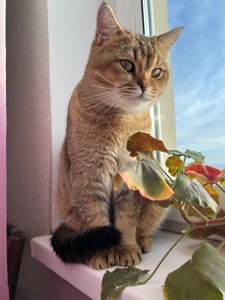 Вʼязка котів. Шотландський прямовухий кіт. Золота шиншила