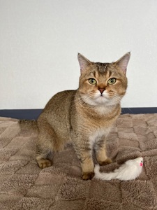 Вʼязка котів. Шотландський прямовухий кіт. Золота шиншила