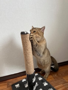 Вʼязка котів. Шотландський прямовухий кіт. Золота шиншила