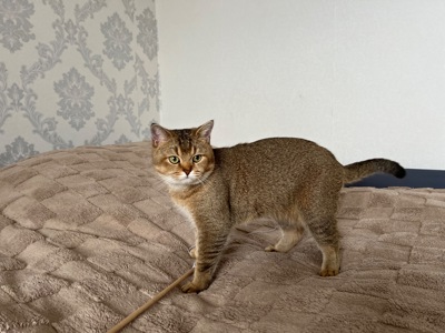 Вʼязка котів. Шотландський прямовухий кіт. Золота шиншила