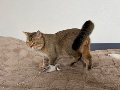 Вʼязка котів. Шотландський прямовухий кіт. Золота шиншила