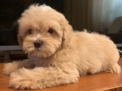 Мальтіпу цуценята