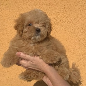 Мальтіпу цуценята