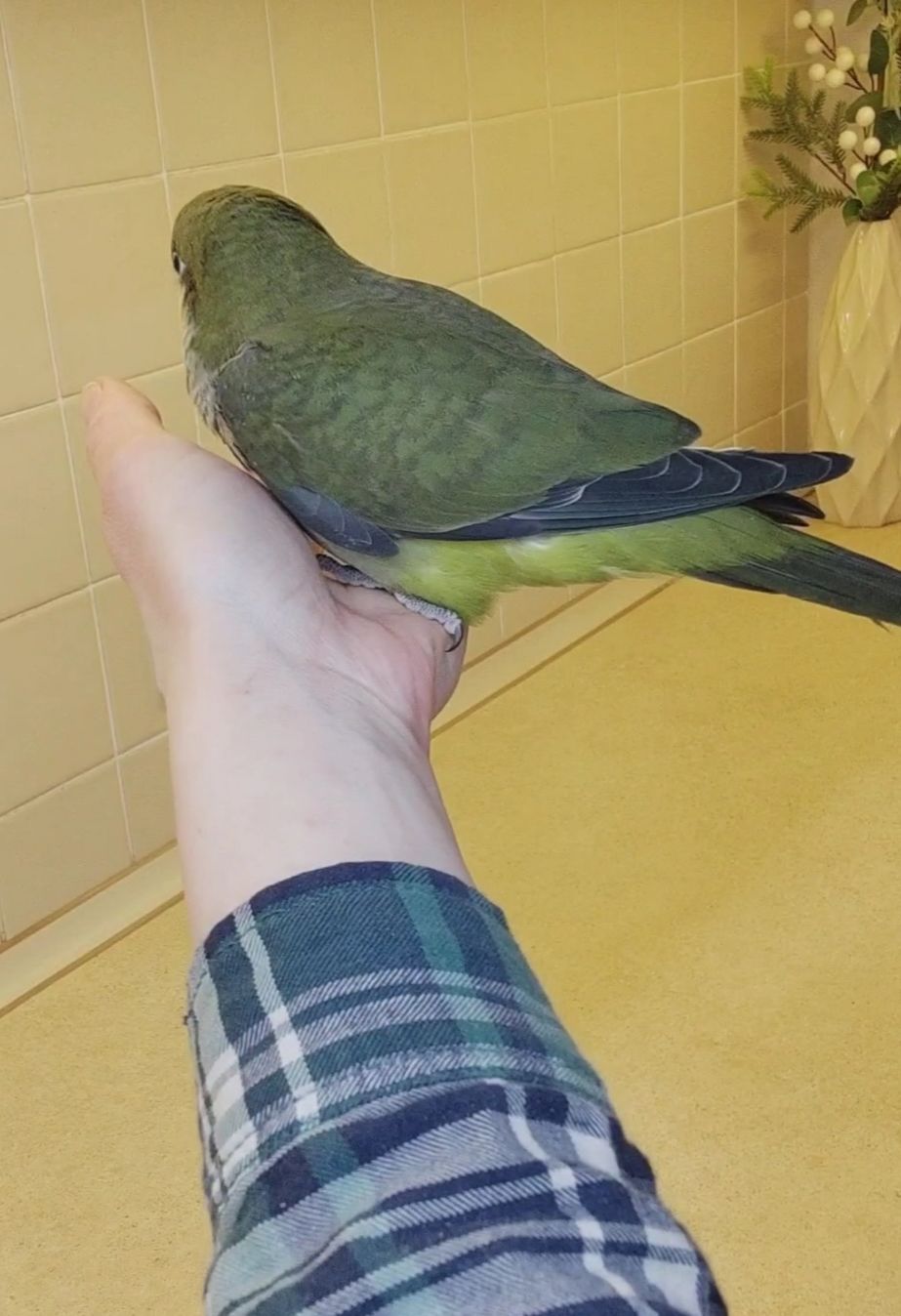 Папуги Каліта Монахи