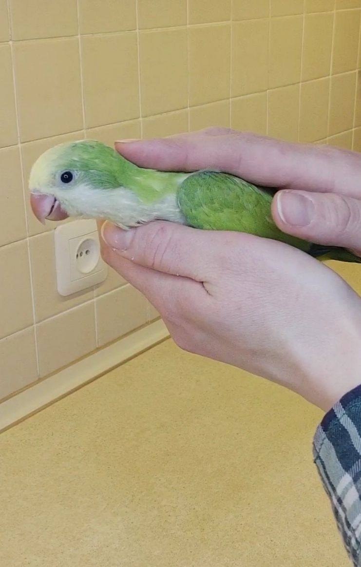 Папуги Каліта Монахи