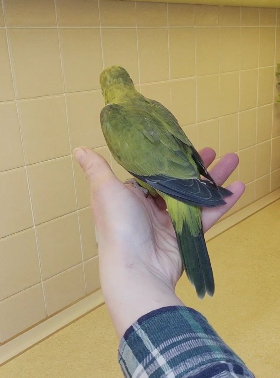 Папуги Каліта Монахи