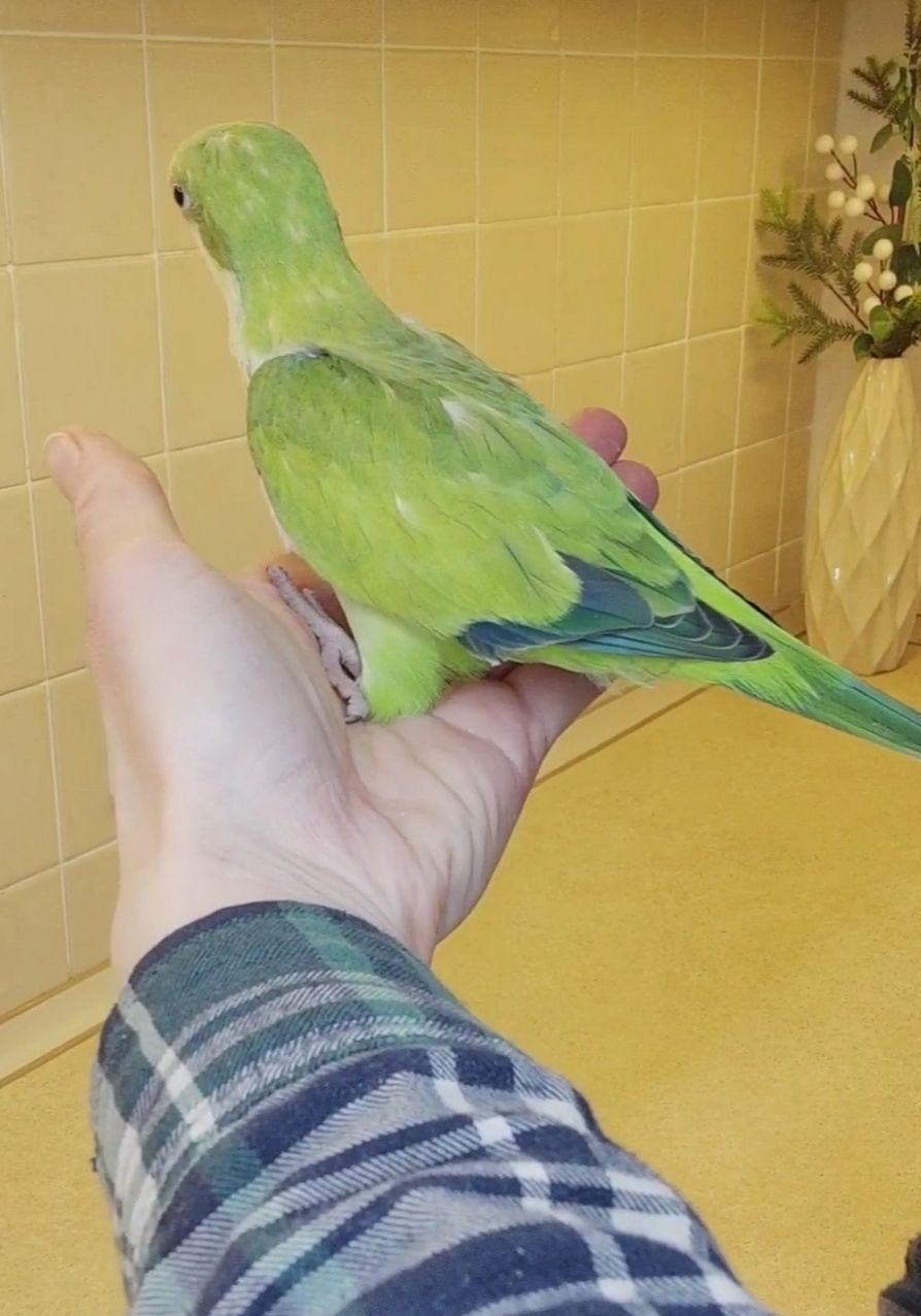 Папуги Каліта Монахи