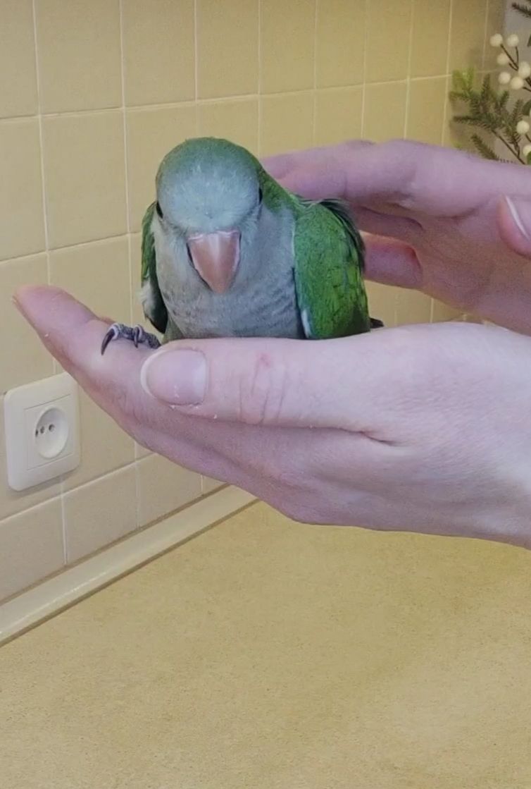 Папуги Каліта Монахи