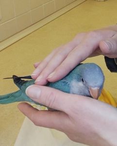 Папуги Каліта Монахи