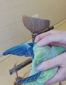 Папуги Каліта Монахи