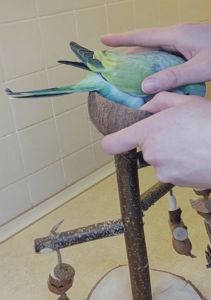 Папуги Каліта Монахи