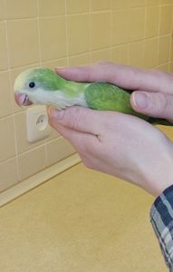 Папуги Каліта Монахи