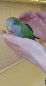 Папуги Каліта Монахи