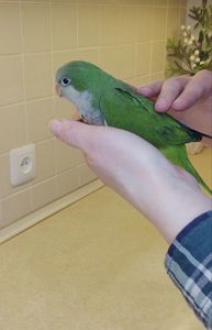 Папуги Каліта Монахи