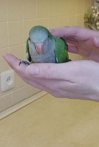 Папуги Каліта Монахи