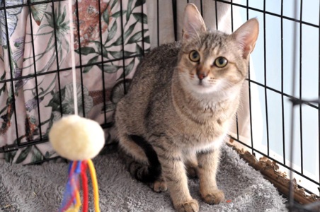 Кошеня Моніка