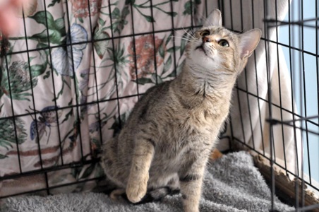 Кошеня Моніка