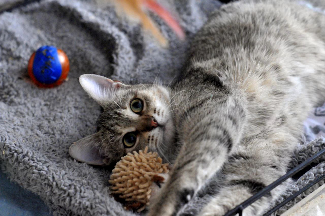 Ніжна Моніка, кошеня