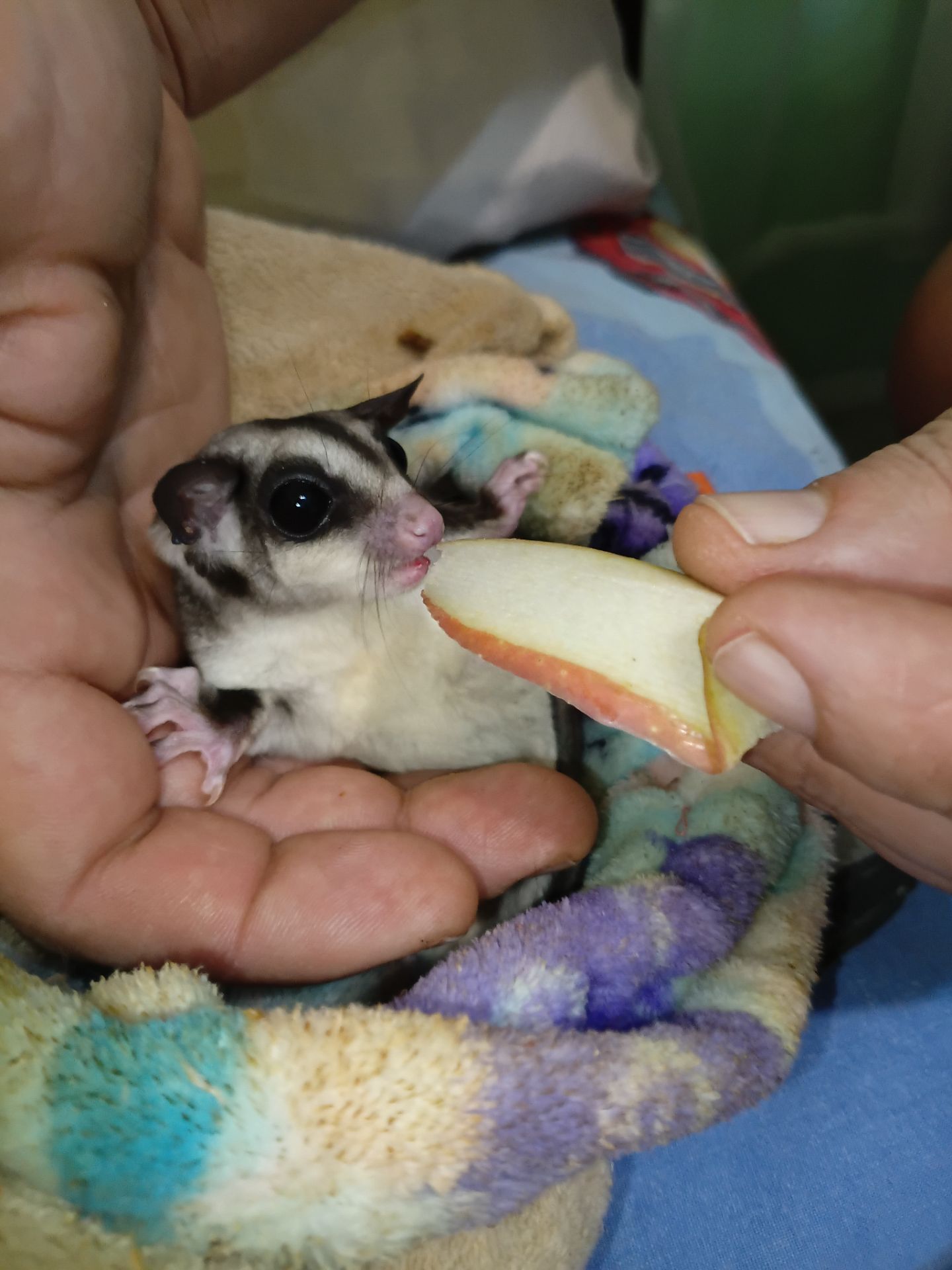 Продам малюків білки летяги, хлопчик і дівчинка