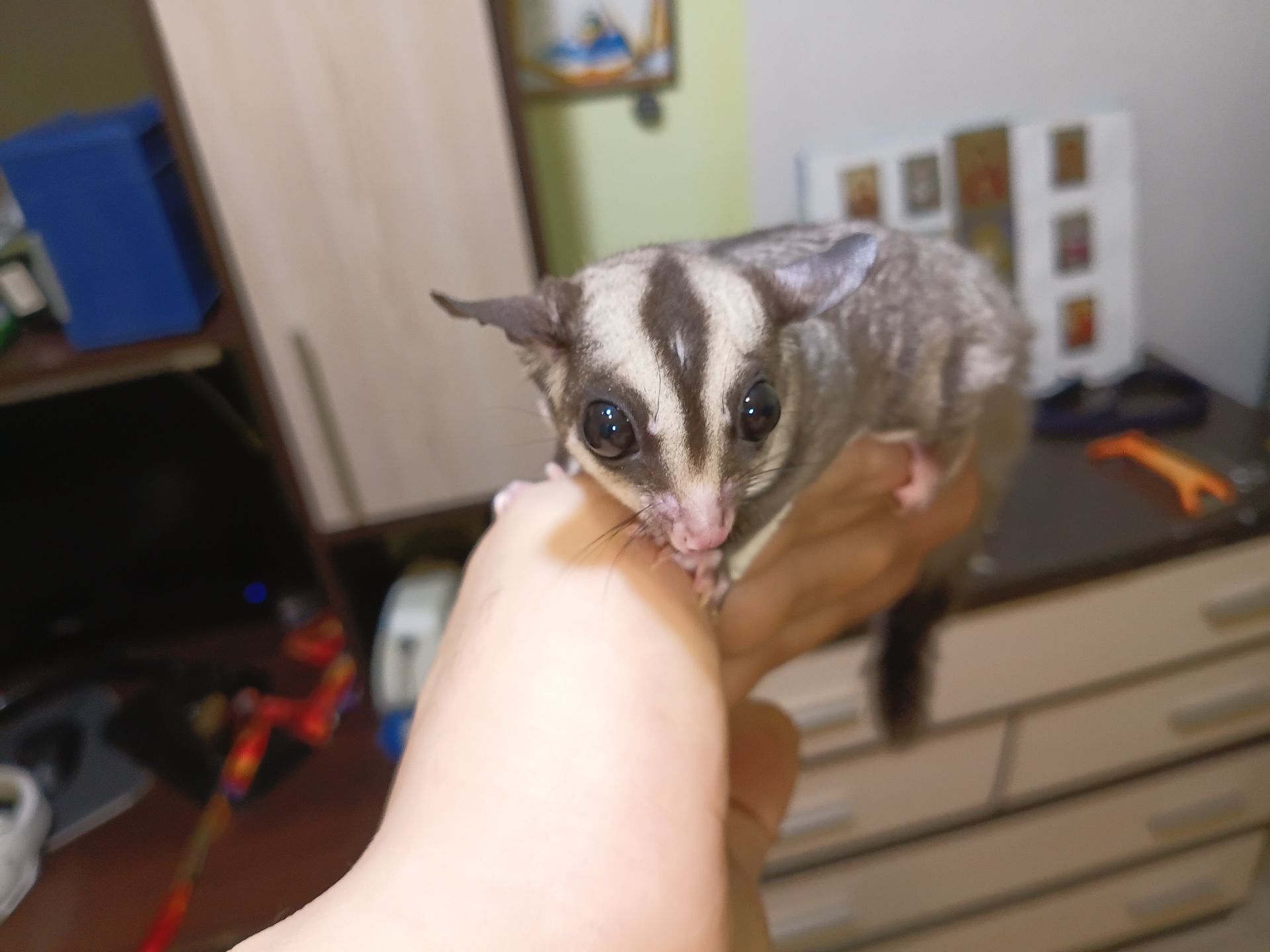 Продам малюків білки летяги, хлопчик і дівчинка