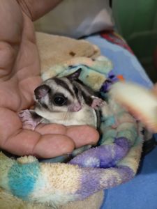 Продам малюків білки летяги, хлопчик і дівчинка