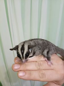 Продам малюків білки летяги, хлопчик і дівчинка