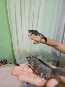 Продам малюків білки летяги, хлопчик і дівчинка