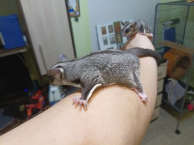 Продам малюків білки летяги, хлопчик і дівчинка