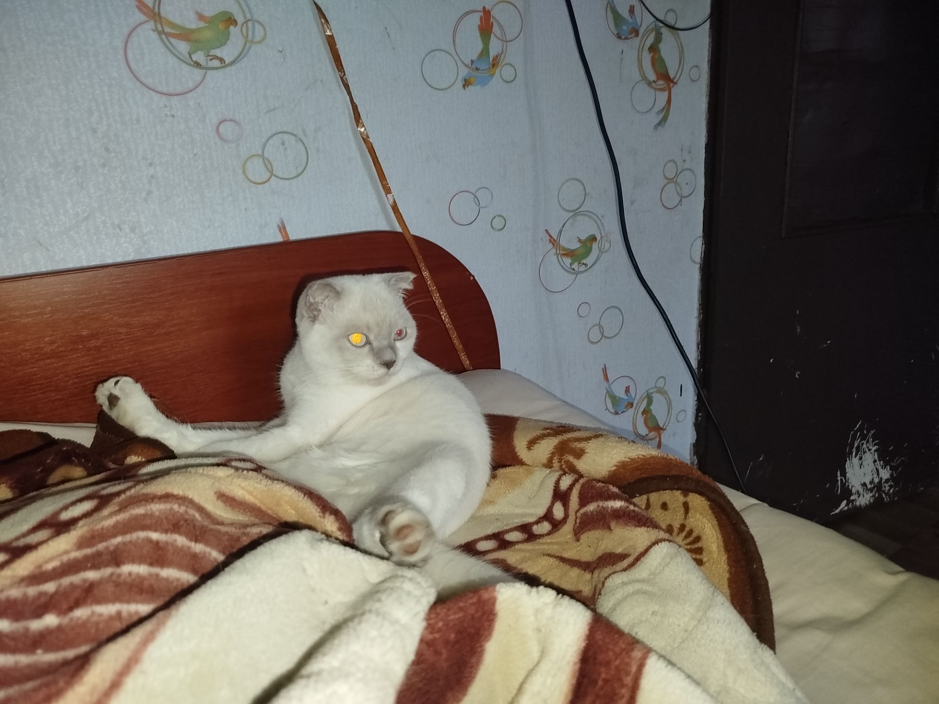 Терміново віддаю котиків висловухого та британця