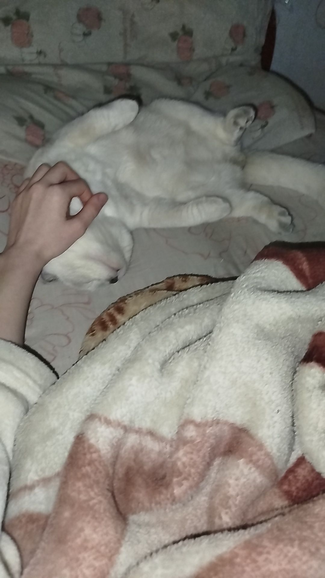 Терміново віддаю котиків висловухого та британця