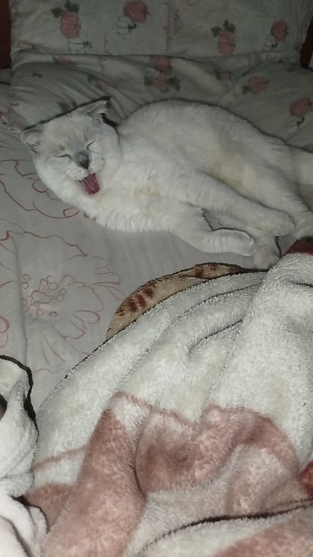 Терміново віддаю котиків висловухого та британця