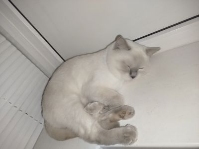 Терміново віддаю котиків висловухого та британця