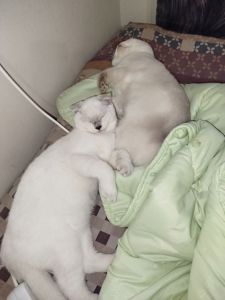 Терміново віддаю котиків висловухого та британця