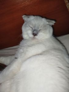 Терміново віддаю котиків висловухого та британця