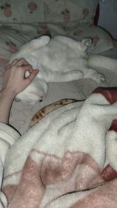 Терміново віддаю котиків висловухого та британця