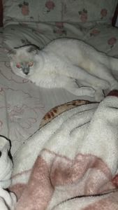 Терміново віддаю котиків висловухого та британця