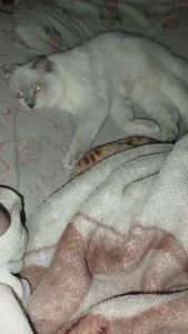 Терміново віддаю котиків висловухого та британця