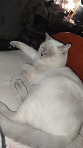 Терміново віддаю котиків висловухого та британця