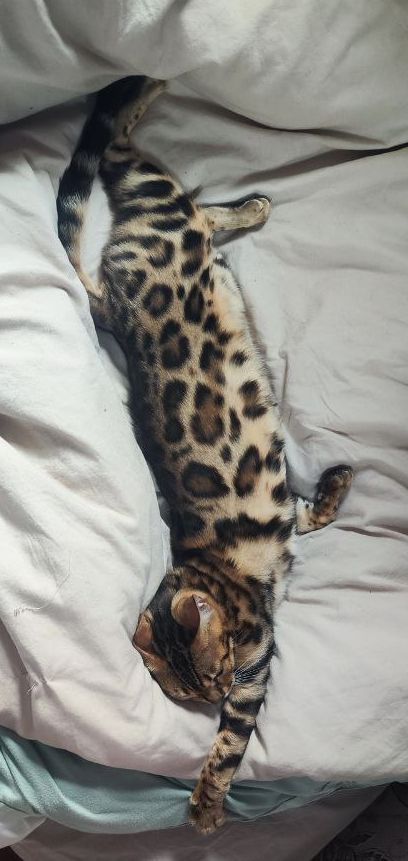 Терміново продаємо бенгальську кішечку.