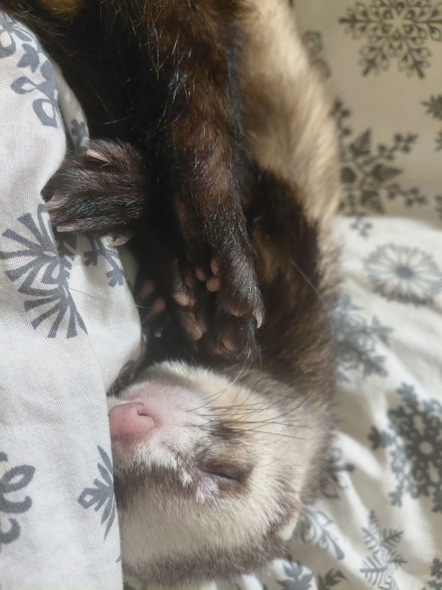 Тхір, хлопчик, для в’язки