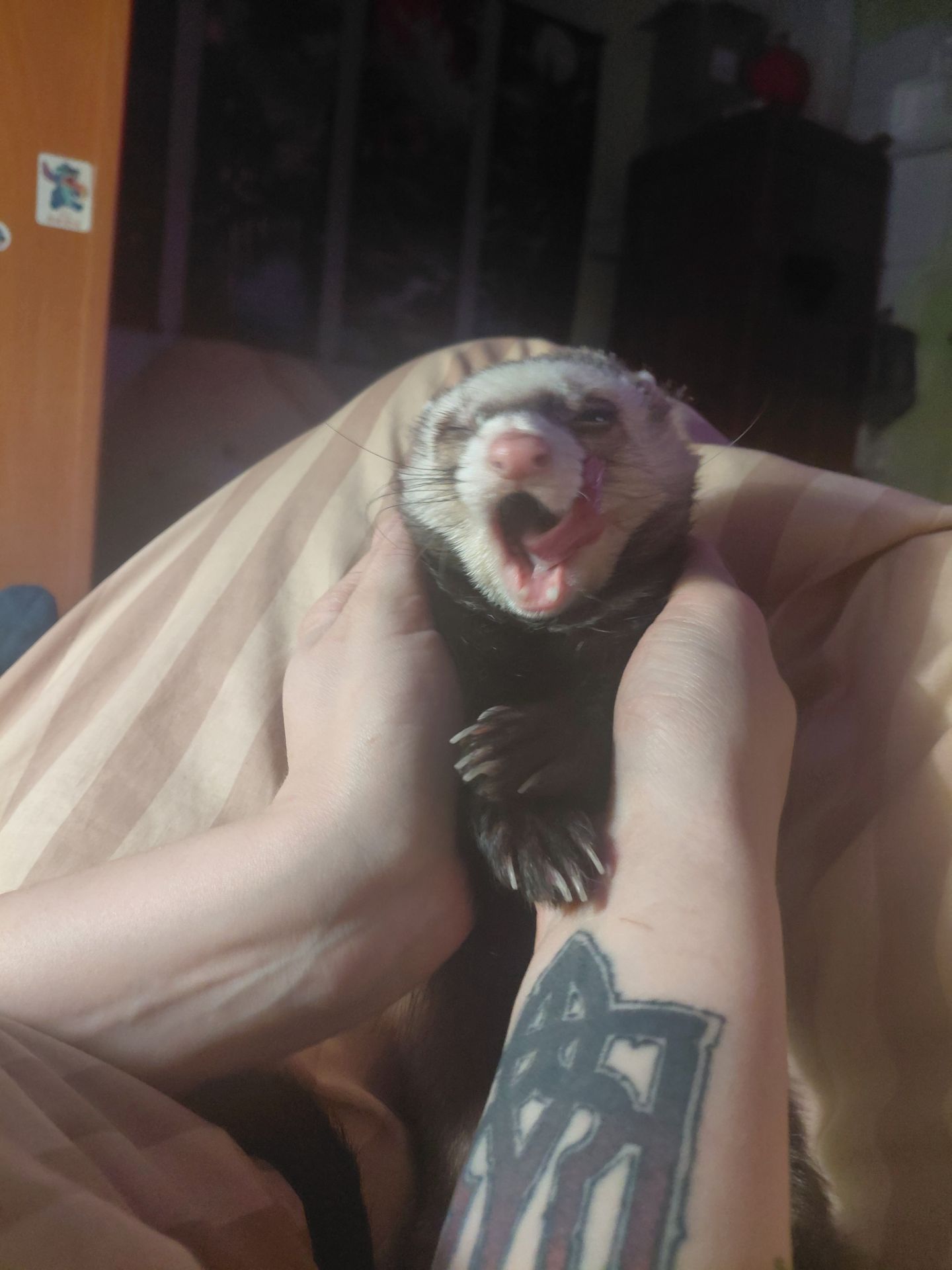 Тхір, хлопчик, для в’язки