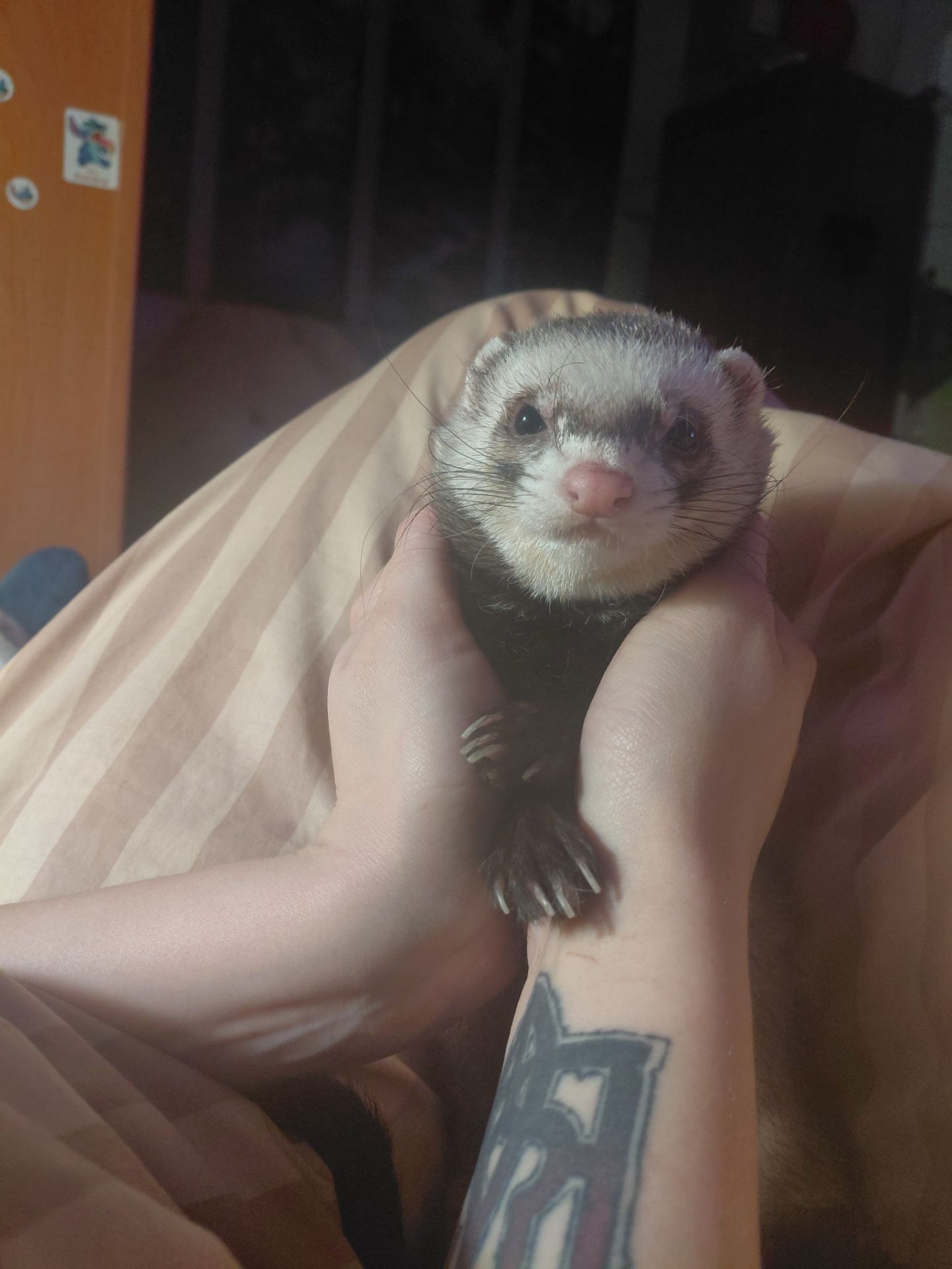 Тхір, хлопчик, для в’язки