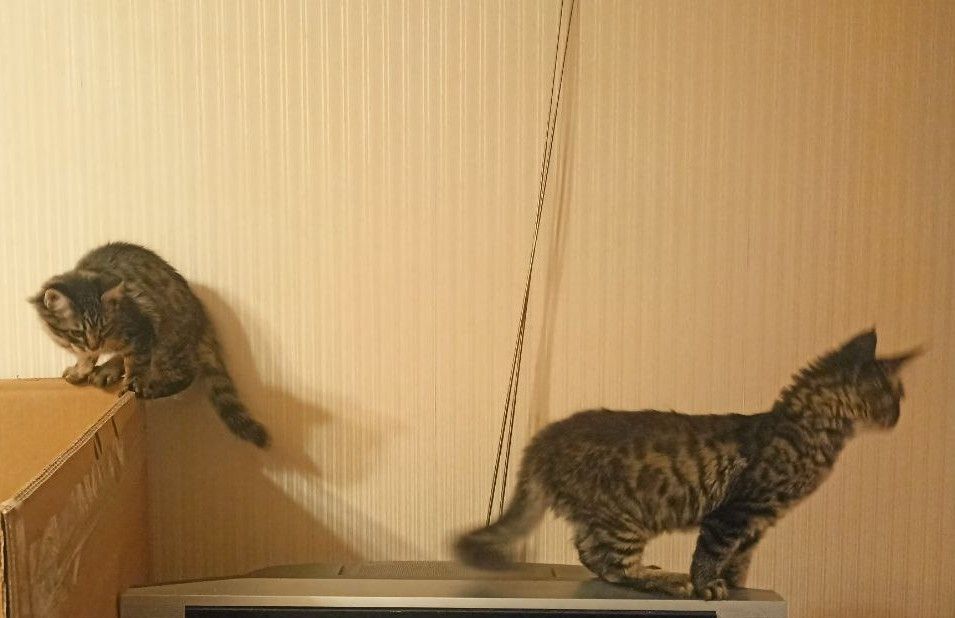 Кошенята безкоштовно