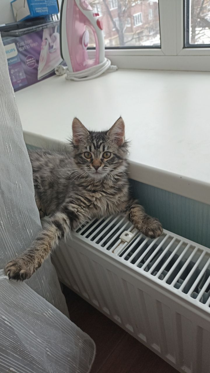 Кошенята безкоштовно