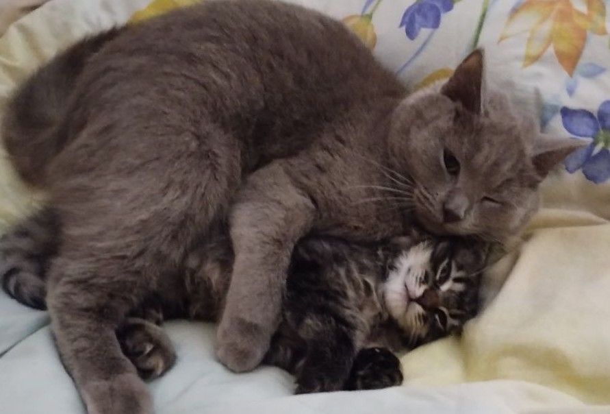 Кошенята безкоштовно