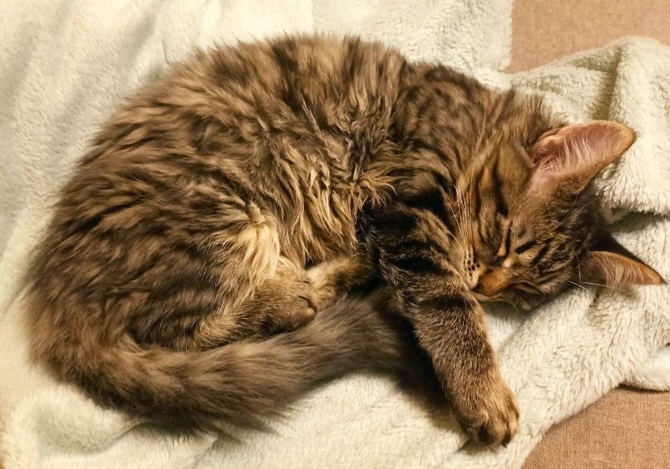 Кошенята безкоштовно