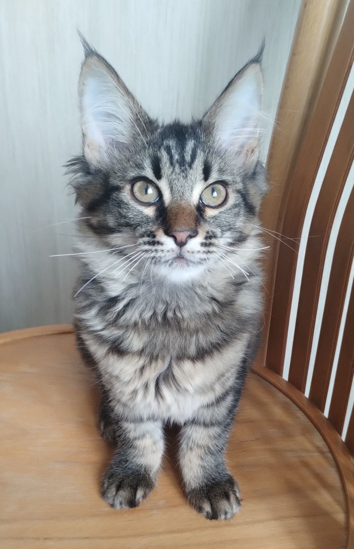 Кошенята безкоштовно